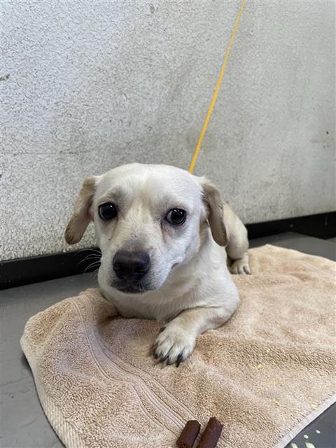 Shelter Stray Male Dog last seen Near BLOCK N SIERRA VISTA AVE, FRESNO CA 93703 2753, 5277 E Airways Blvd, Fresno, CA 93727, USA