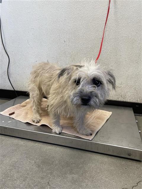 Shelter Stray Male Dog last seen Near BLOCK N SIERRA VISTA AVE, FRESNO CA 93703 2753, 5277 E Airways Blvd, Fresno, CA 93727, USA