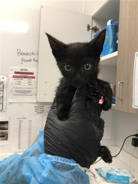 Shelter Stray Female Cat last seen Near BLOCK E NORTH AVE, FRESNO CA 93725, 5277 E Airways Blvd, Fresno, CA 93727, USA