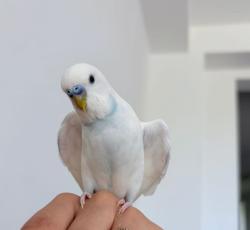 Lost Male Bird last seen wilcox lake, Richmond Hill, ON L4E 5B6