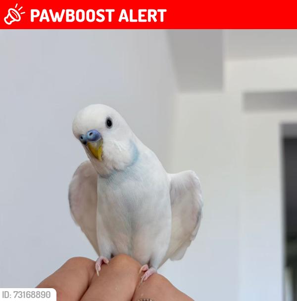 Lost Male Bird last seen wilcox lake, Richmond Hill, ON L4E 5B6