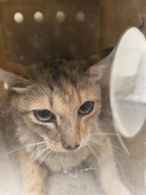 Shelter Stray Female Cat last seen Near BLOCK W 3350, 4522 W 3500 S, West Valley City, UT 84120, USA