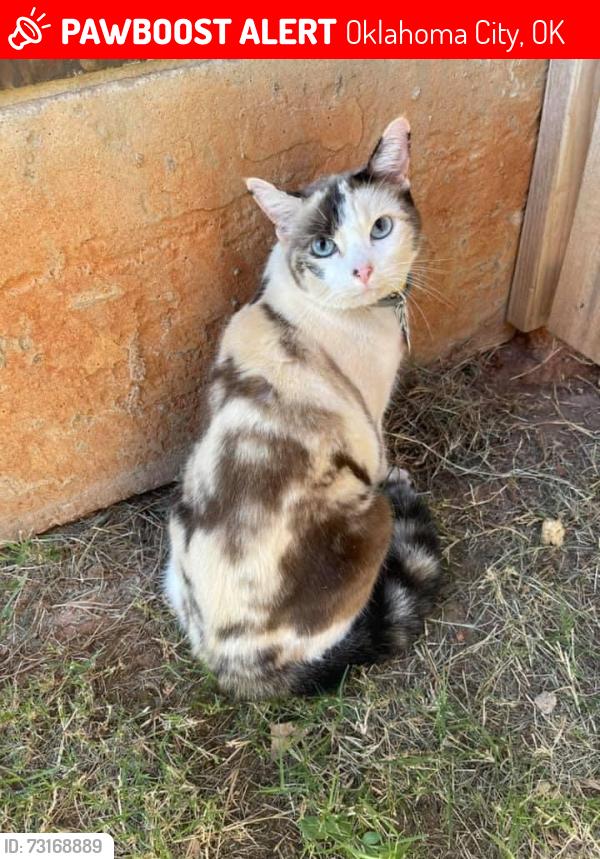 Lost Female Cat last seen County Line and 44th, Oklahoma City, OK 73179