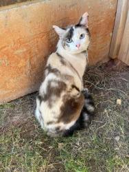 Lost Female Cat last seen County Line and 44th, Oklahoma City, OK 73179