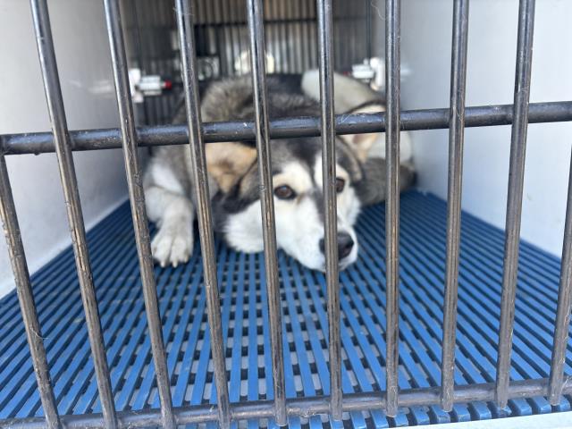 Shelter Stray Female Dog last seen Near BLOCK N UNION BLVD, COLORADO SPRINGS, CO 80909, 610 Abbot Ln, Colorado Springs, CO 80905, USA