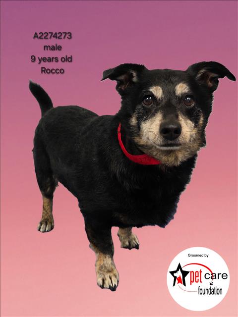 Shelter Stray Male Dog last seen , 3201 Lacy St, Los Angeles, CA 90031, USA