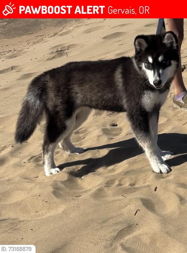 Lost Female Dog last seen Dollar general, Gervais, OR 97026