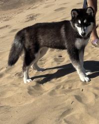 Lost Female Dog last seen Dollar general, Gervais, OR 97026