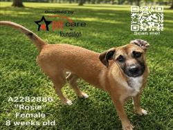 Shelter Stray Female Dog last seen , 3201 Lacy St, Los Angeles, CA 90031, USA