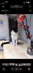 Lost Male Cat last seen Bedford Ave, Brooklyn, NY 11211