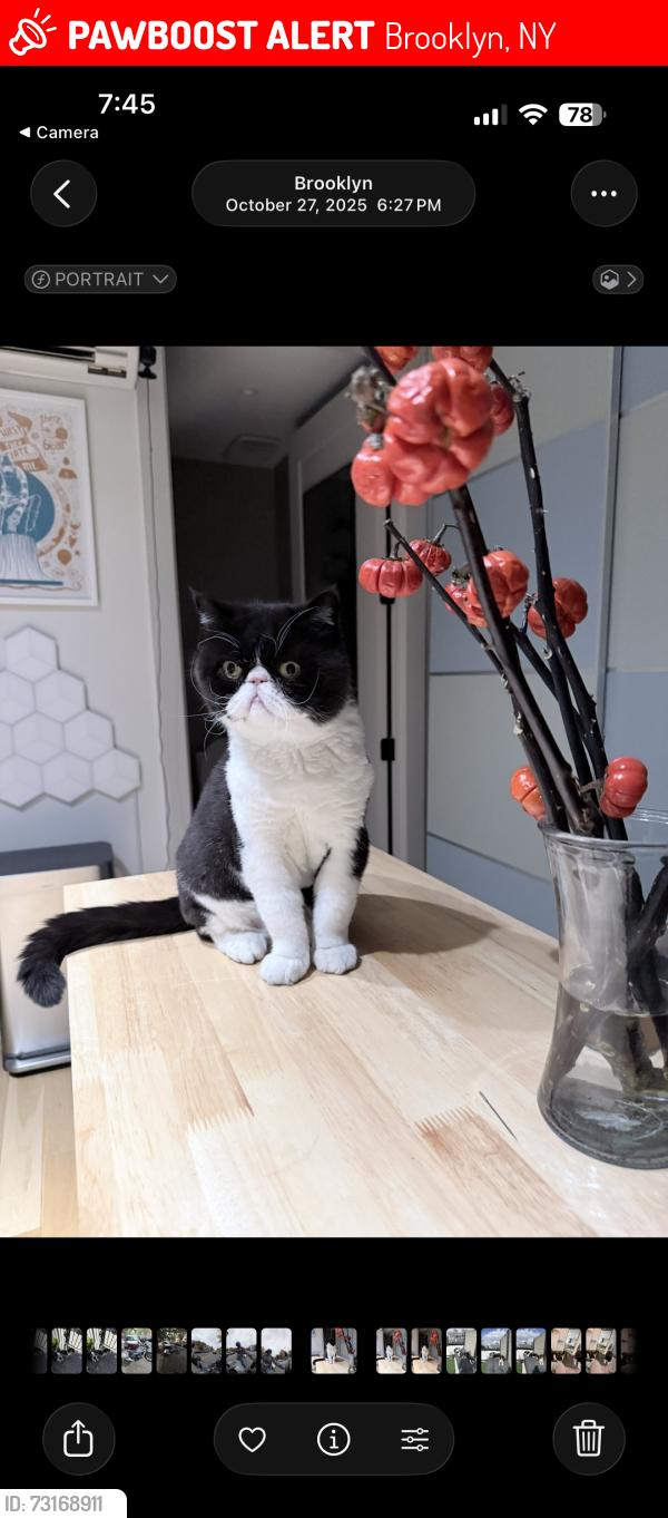 Lost Male Cat last seen Bedford Ave, Brooklyn, NY 11211