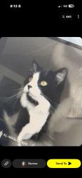 Reunited Male Cat last seen Bayshore area, Ottawa, ON 