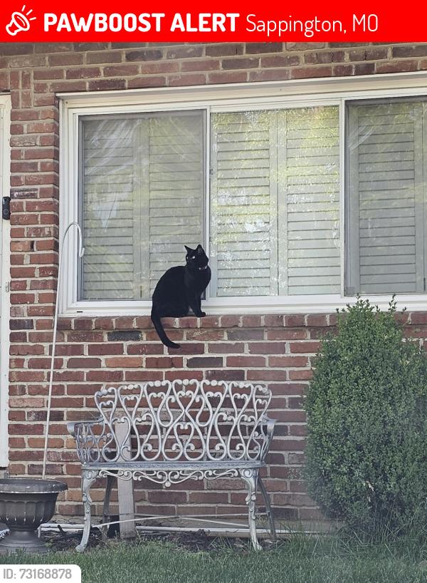 Lost Male Cat last seen LINDBERGH BLVD / CARROLL WOOD, Sappington, MO 63126