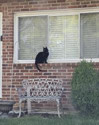 Lost Male Cat last seen LINDBERGH BLVD / CARROLL WOOD, Sappington, MO 63126
