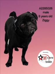 Shelter Stray Male Dog last seen , 3201 Lacy St, Los Angeles, CA 90031, USA