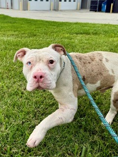 Shelter Stray Male Dog last seen Near BLOCK MILLS DR, 3528 Newburg Rd, Louisville, KY 40218, USA