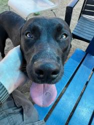 Shelter Stray Male Dog last seen Near BLOCK BRASHEAR DR, 3528 Newburg Rd, Louisville, KY 40218, USA