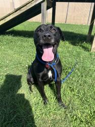 Shelter Stray Male Dog last seen Near BLOCK DIXIE HIGHWAY, 3528 Newburg Rd, Louisville, KY 40218, USA