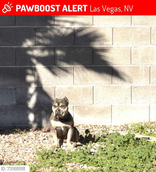 Lost Male Dog last seen Carmen and gulf shores, Las Vegas, NV 89128