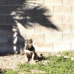 Lost Male Dog last seen Carmen and gulf shores, Las Vegas, NV 89128