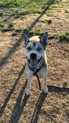 Shelter Stray Female Dog last seen Near BLOCK CYRPRESS ST, 3528 Newburg Rd, Louisville, KY 40218, USA