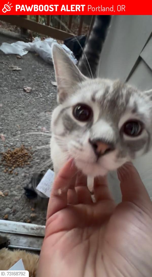 Lost Male Cat last seen Wimbledon Square and Gardens Apts in the reed college area, Portland, OR 97202