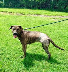 Shelter Stray Female Dog last seen Near BLOCK BARDSTOWN RD, 3528 Newburg Rd, Louisville, KY 40218, USA