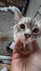 Lost Male Cat last seen Wimbledon Square and Gardens Apts in the reed college area, Portland, OR 97202