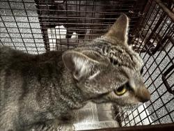 Shelter Stray Unknown Cat last seen , 3201 Lacy St, Los Angeles, CA 90031, USA