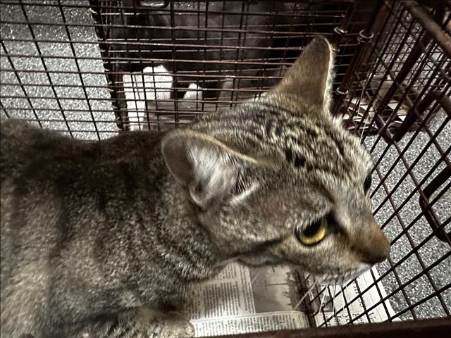 Shelter Stray Unknown Cat last seen , 3201 Lacy St, Los Angeles, CA 90031, USA