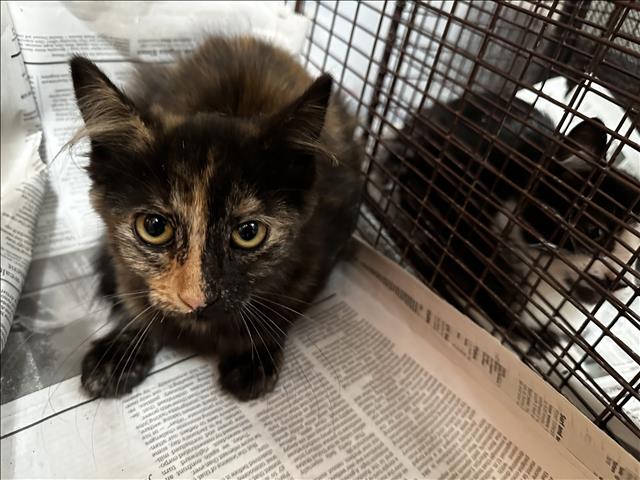 Shelter Stray Female Cat last seen , 3201 Lacy St, Los Angeles, CA 90031, USA