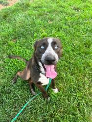 Shelter Stray Male Dog last seen Near BLOCK GAREY LN, 3528 Newburg Rd, Louisville, KY 40218, USA