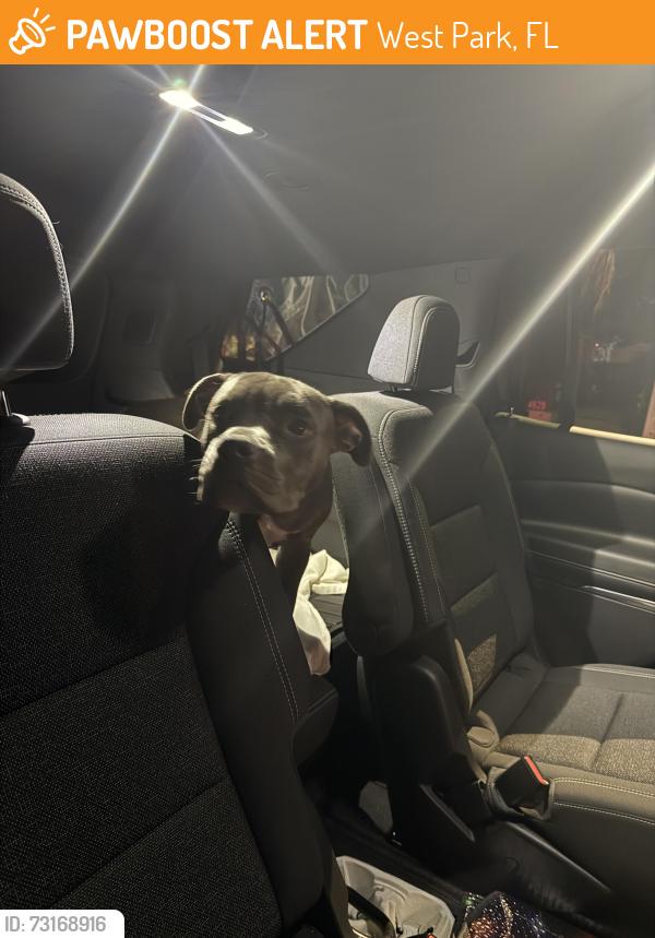Found/Stray Male Dog last seen Sw 33rd Dr West Park, West Park, FL 33023