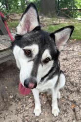 Shelter Stray Female Dog last seen Near W Baltimore st, 21223, MD, 301 Stockholm St, Baltimore, MD 21230, USA