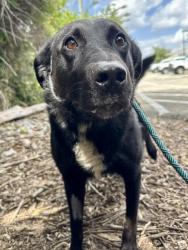 Shelter Stray Male Dog last seen Near BLOCK PRESTON CROSSING BLVD, 3528 Newburg Rd, Louisville, KY 40218, USA