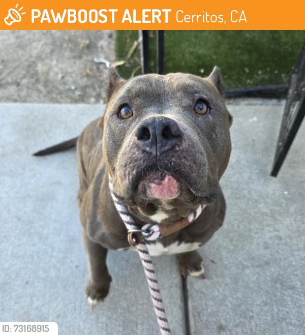 Found/Stray Female Dog last seen liberty park 19211 Studebaker Rd, Cerritos, CA 90703, Cerritos, CA 90703