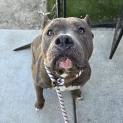 Found/Stray Female Dog last seen liberty park 19211 Studebaker Rd, Cerritos, CA 90703, Cerritos, CA 90703