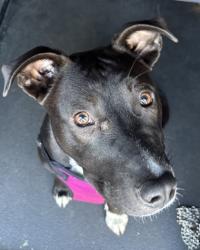 Shelter Stray Female Dog last seen Near block 35th Ave SW, Seattle, WA, 2061 15th Ave W, Seattle, WA 98119, USA
