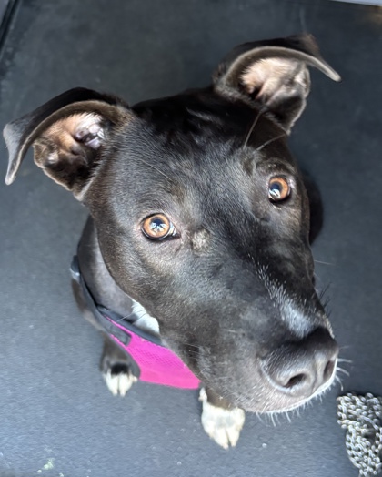 Shelter Stray Female Dog last seen Near block 35th Ave SW, Seattle, WA, 2061 15th Ave W, Seattle, WA 98119, USA