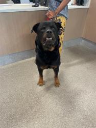 Shelter Stray Male Dog last seen Near BLOCK HILARY GREEN CT., 3528 Newburg Rd, Louisville, KY 40218, USA