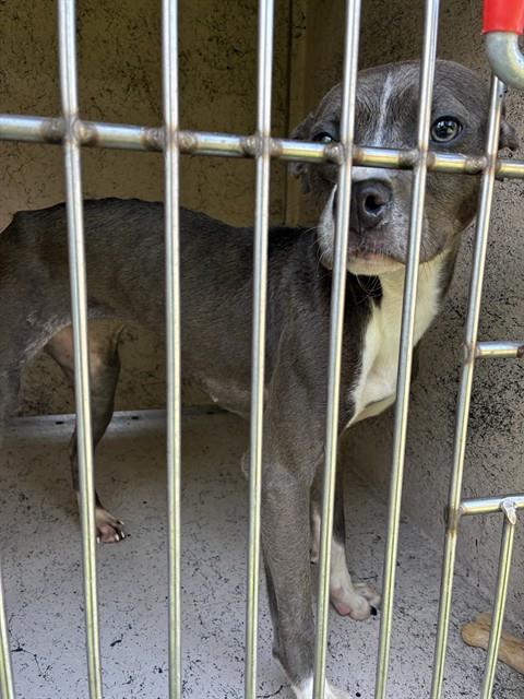 Shelter Stray Female Dog last seen Near BLOCK TWIN OAK LN, 3528 Newburg Rd, Louisville, KY 40218, USA