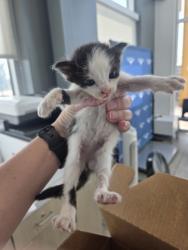 Shelter Stray Unknown Cat last seen Near 8th Ave, Central District, TX, 355 Hillshire Dr, Haslet, TX 76052, USA