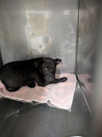 Shelter Stray Female Dog last seen Near Joleen Rd (ACO-AM), Los Chavez,, 1209 NM-314, Los Lunas, NM 87031, USA
