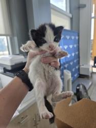 Shelter Stray Unknown Cat last seen Near 8th Ave, Central District, TX, 355 Hillshire Dr, Haslet, TX 76052, USA