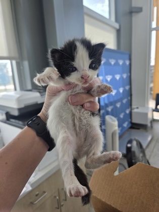 Shelter Stray Unknown Cat last seen Near 8th Ave, Central District, TX, 355 Hillshire Dr, Haslet, TX 76052, USA