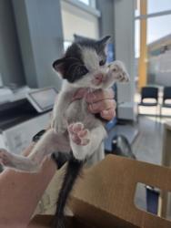 Shelter Stray Unknown Cat last seen Near 8th Ave, Central District, TX, 355 Hillshire Dr, Haslet, TX 76052, USA
