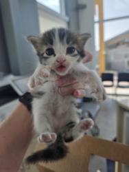 Shelter Stray Unknown Cat last seen Near 8th Ave, Central District, TX, 355 Hillshire Dr, Haslet, TX 76052, USA