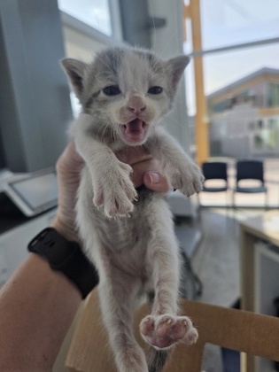 Shelter Stray Unknown Cat last seen Near 8th Ave, Central District, TX, 355 Hillshire Dr, Haslet, TX 76052, USA