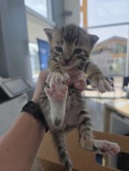 Shelter Stray Unknown Cat last seen Near 8th Ave, Central District, TX, 355 Hillshire Dr, Haslet, TX 76052, USA
