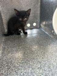 Shelter Stray Unknown Cat last seen Near HALE AVE, North District,, 355 Hillshire Dr, Haslet, TX 76052, USA